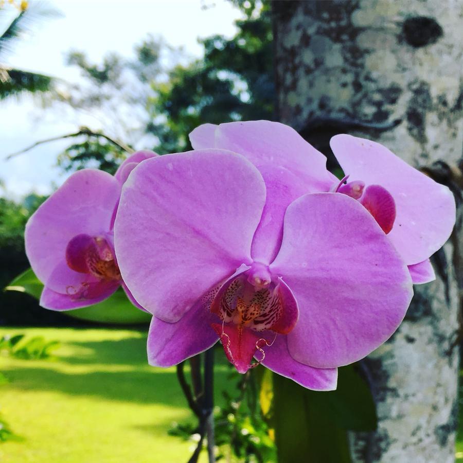Pousada Villa Del Rey 帕拉蒂 外观 照片